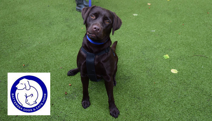 Cute-as-a-button Labrador is not so popular at Battersea Brands Hatch
