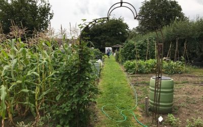 National Allotments Week 8 -14 August 2022