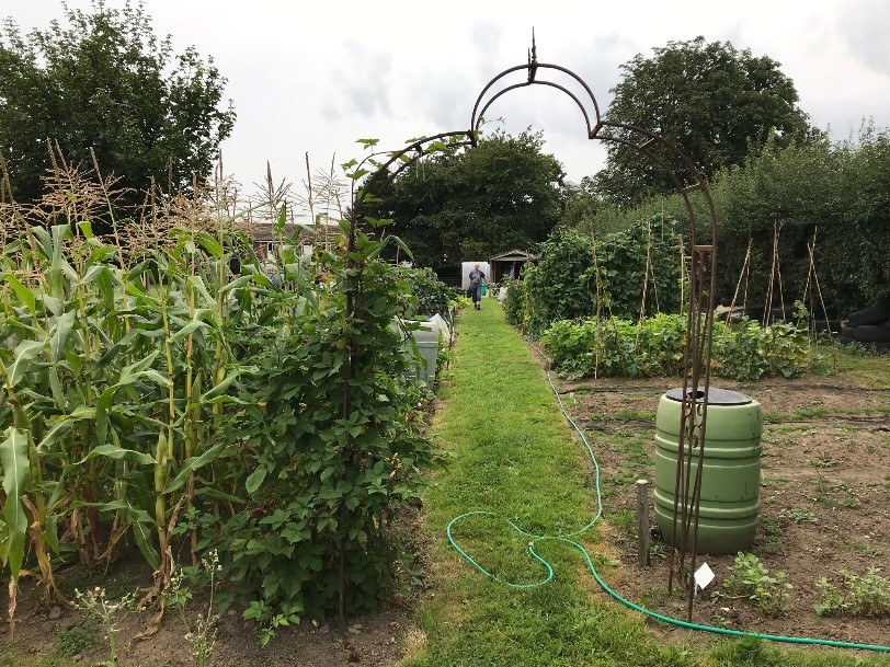 National Allotments Week 8 -14 August 2022