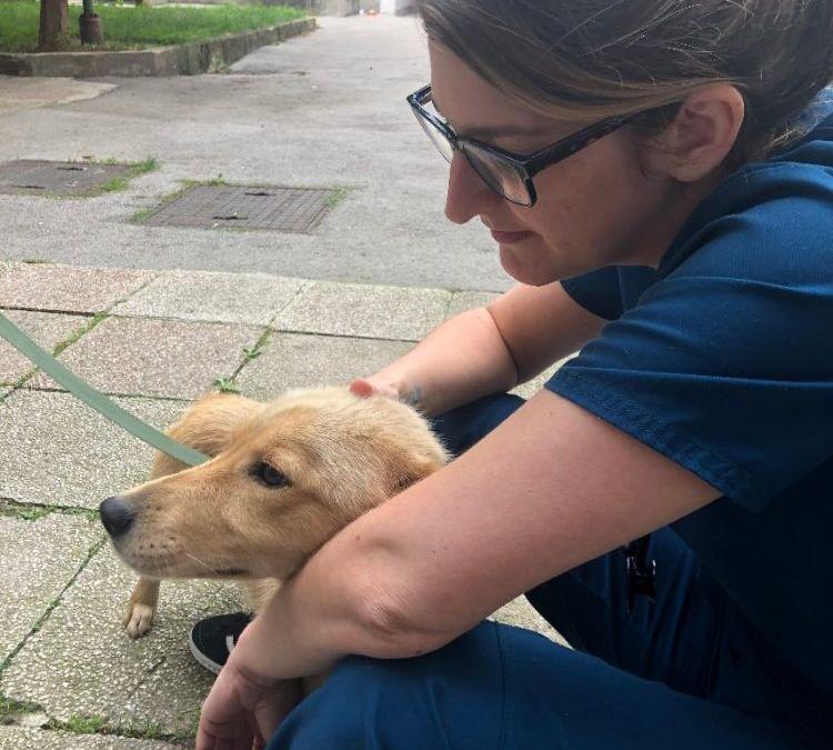 Dogs Trust vet nurse from Dartford speaks of her pride in helping Bosnian street dogs