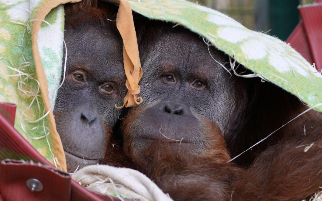 Port Lympne Hotel & Reserve This Easter