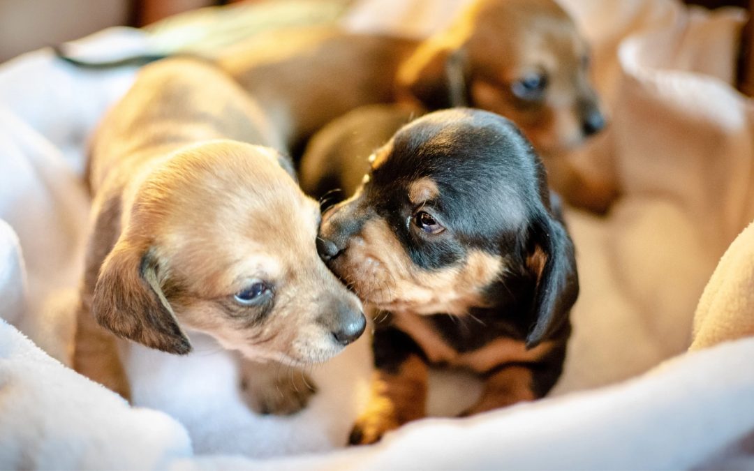 Puppies needed for ground-breaking research in the South East