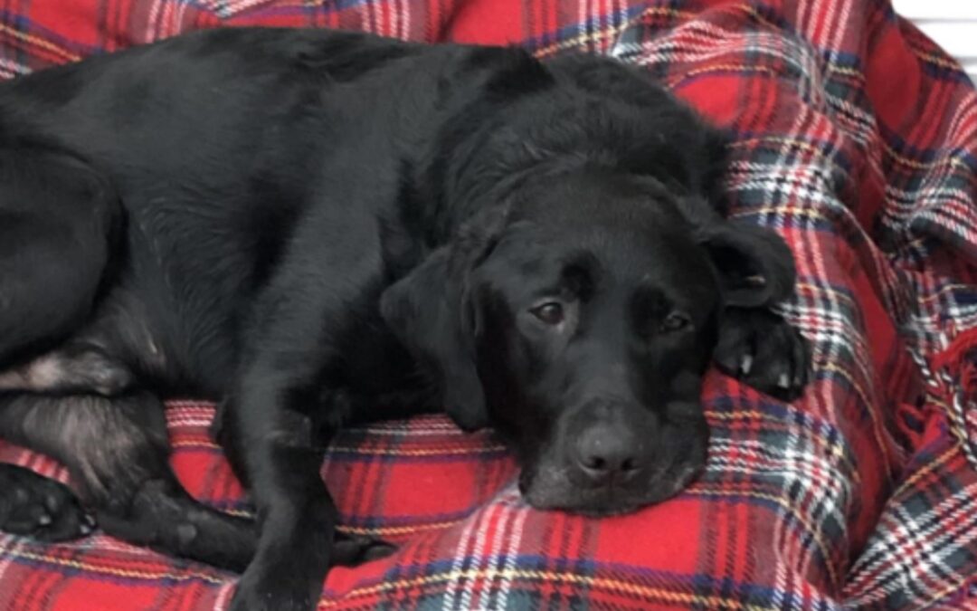 Charity brings family more time with their beloved retired police dog